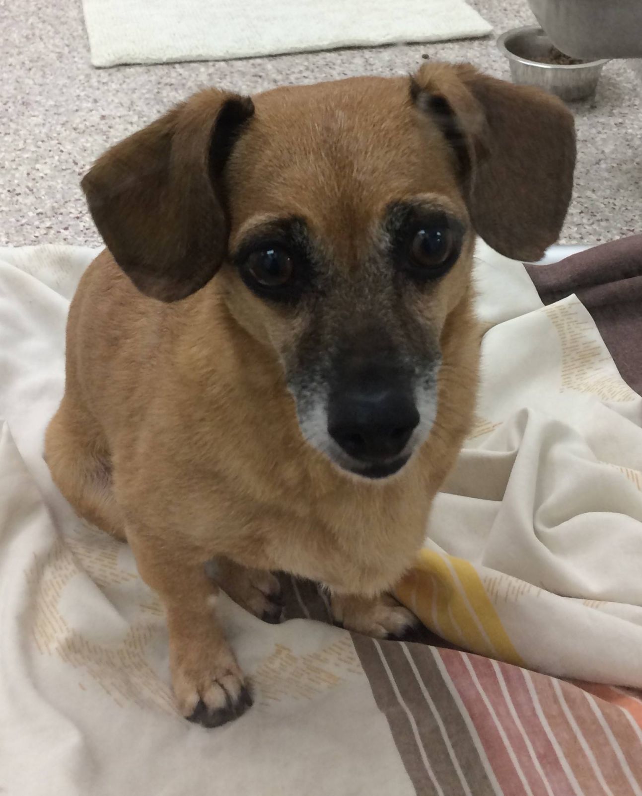 Adopt a friend: Puka